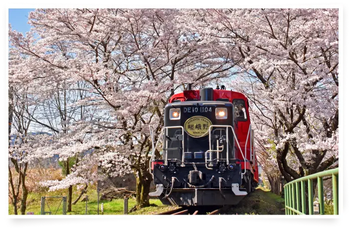桜のトンネル鑑賞