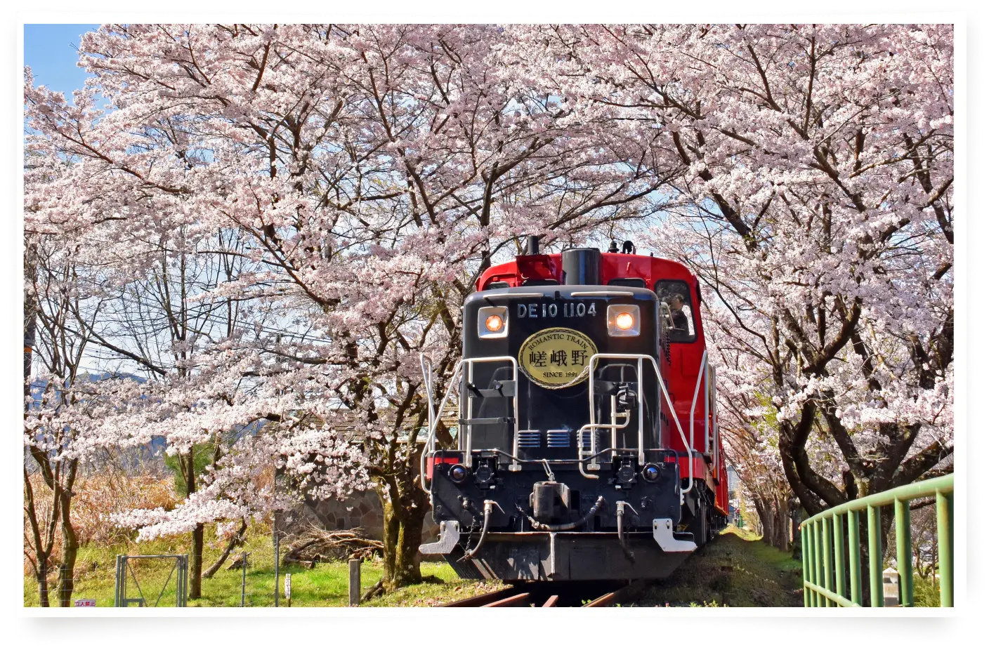 桜のトンネル鑑賞